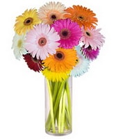 Ankara ankaya ieki sat sitemizden Cam iinde gerbera iekleri Ankara iek gnder firmas ahane rnmz